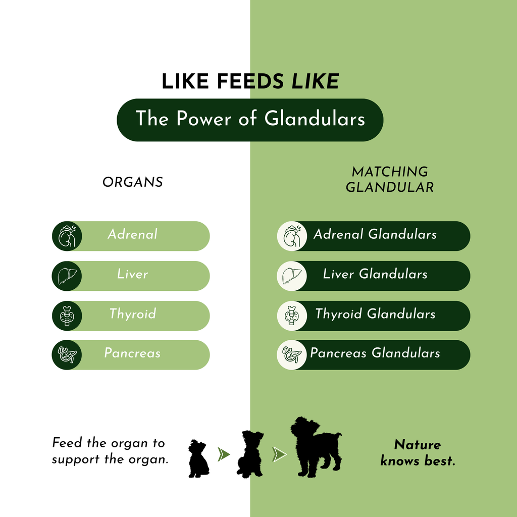 Holistic Total Body Support – Multivitamin & Glandular Supplement for Dogs & Cats | Dr. Ruth Roberts