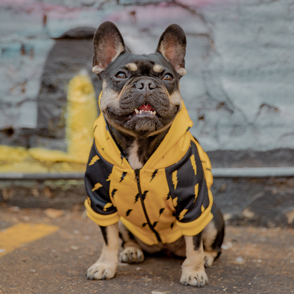 Pawgwarts Hoodie – Hoodie | Doggo Dream Shop