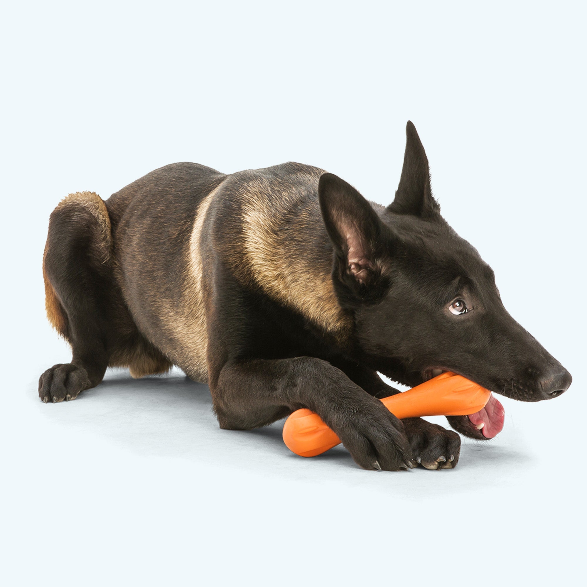 West Paw Hurley Dog Bone Chew Toy