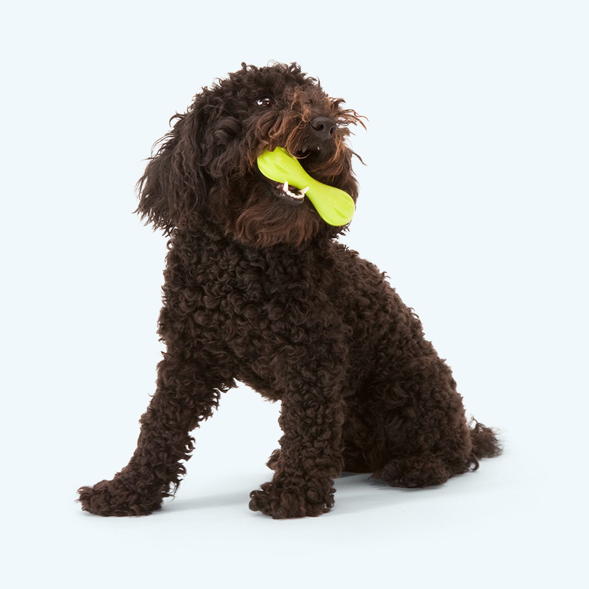 West Paw Hurley Dog Bone Chew Toy