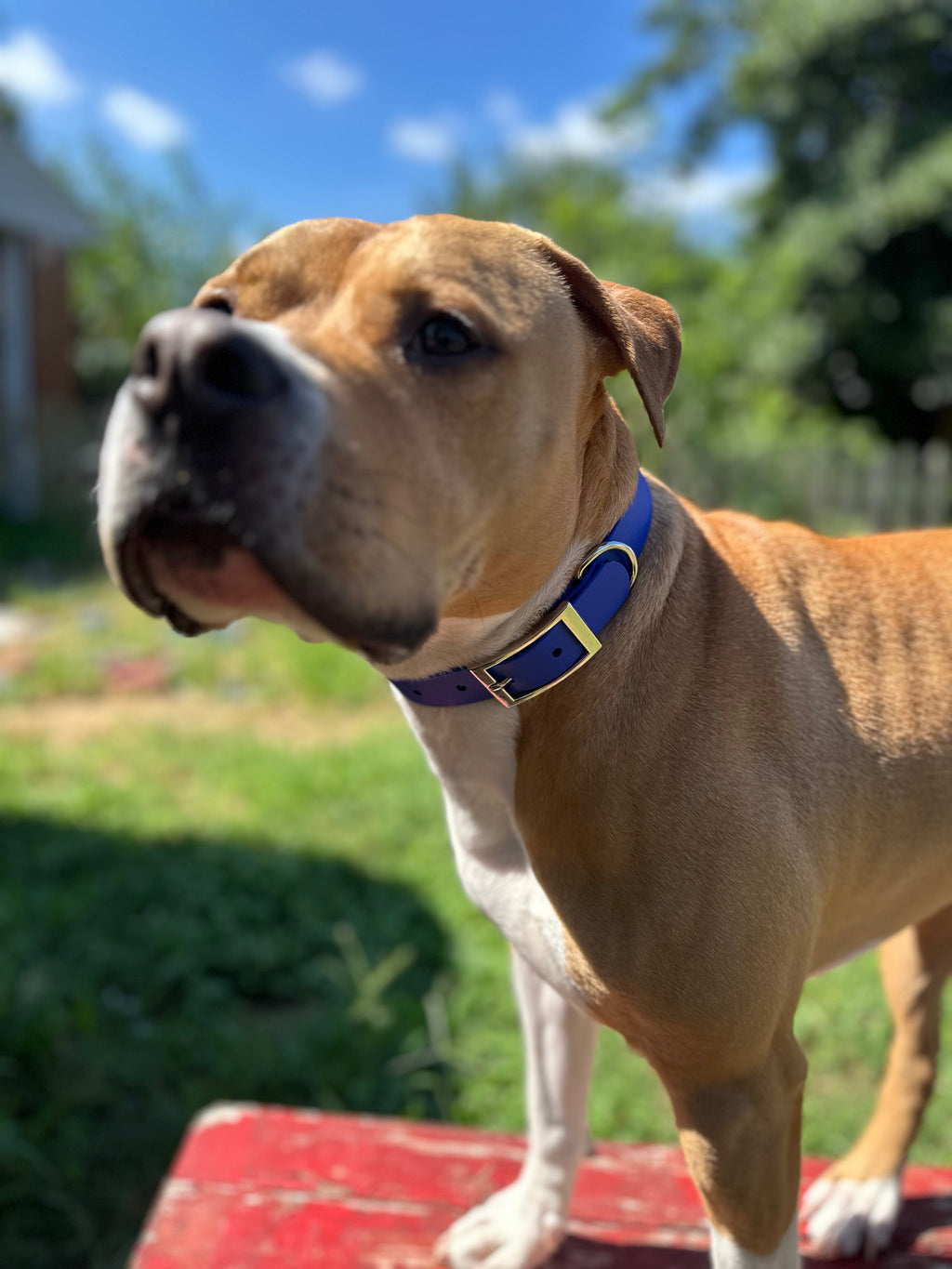 Biothane Sport Dog Collar – Collars | Doggo Dream Shop