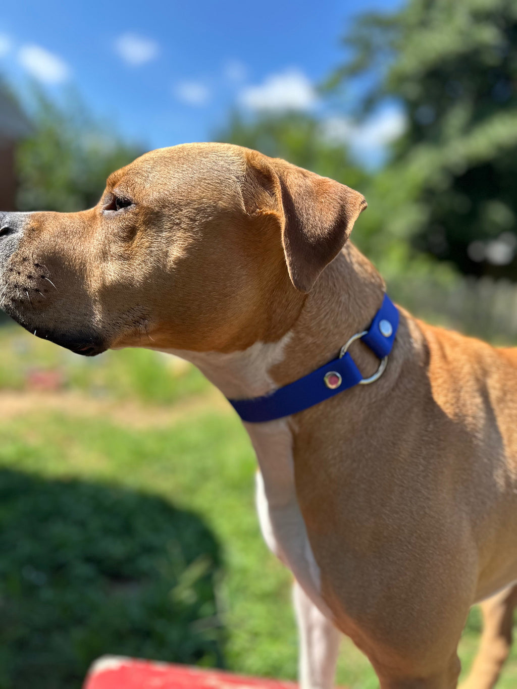 Biothane Sport Dog Collar – Collars | Doggo Dream Shop
