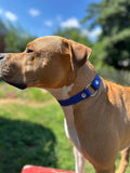 Biothane Sport Dog Collar – Collars | Doggo Dream Shop