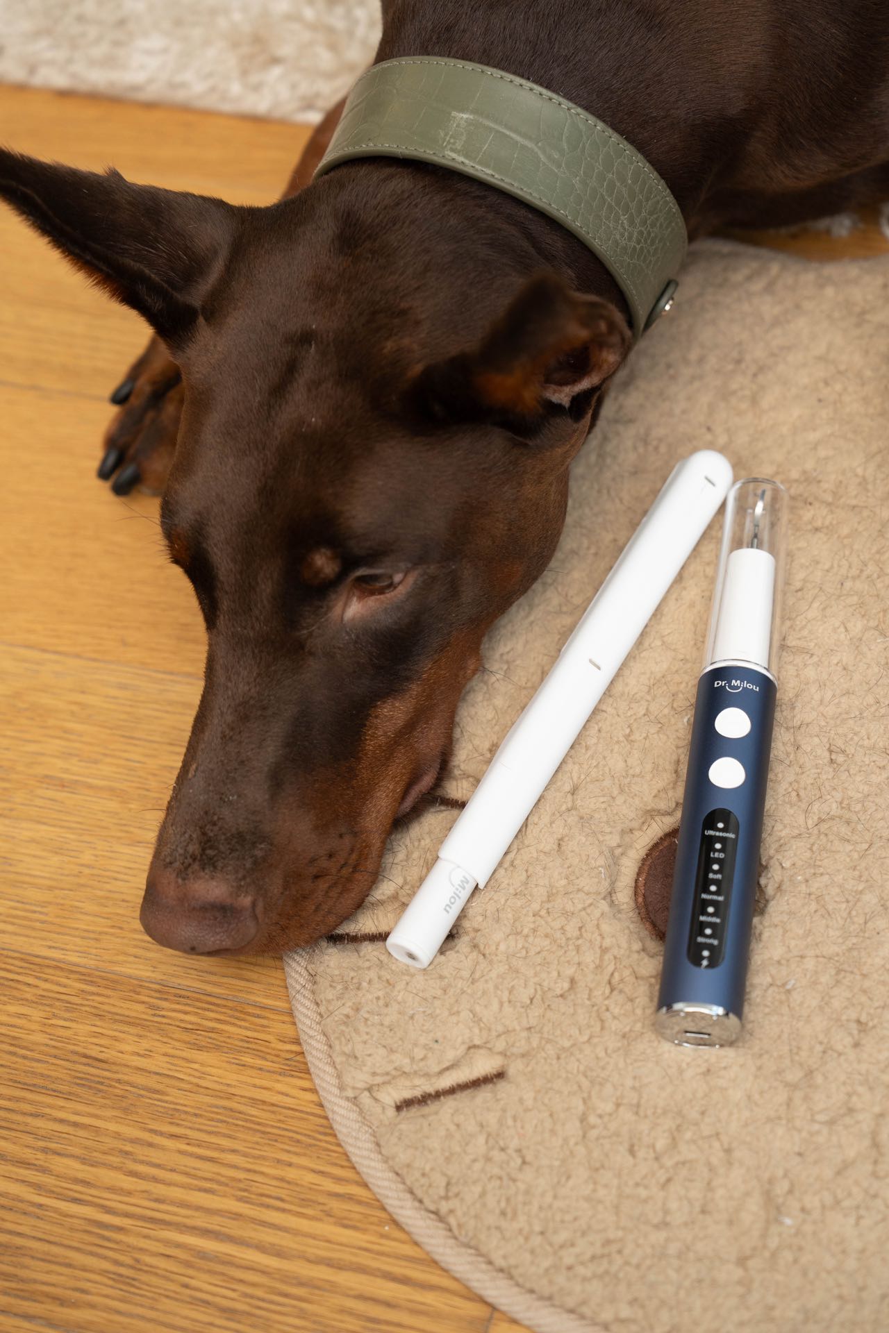 Professional Pet Dental Cleaning Kit – Ultrasonic Scaler & Electric Toothbrush | Dr. Milou