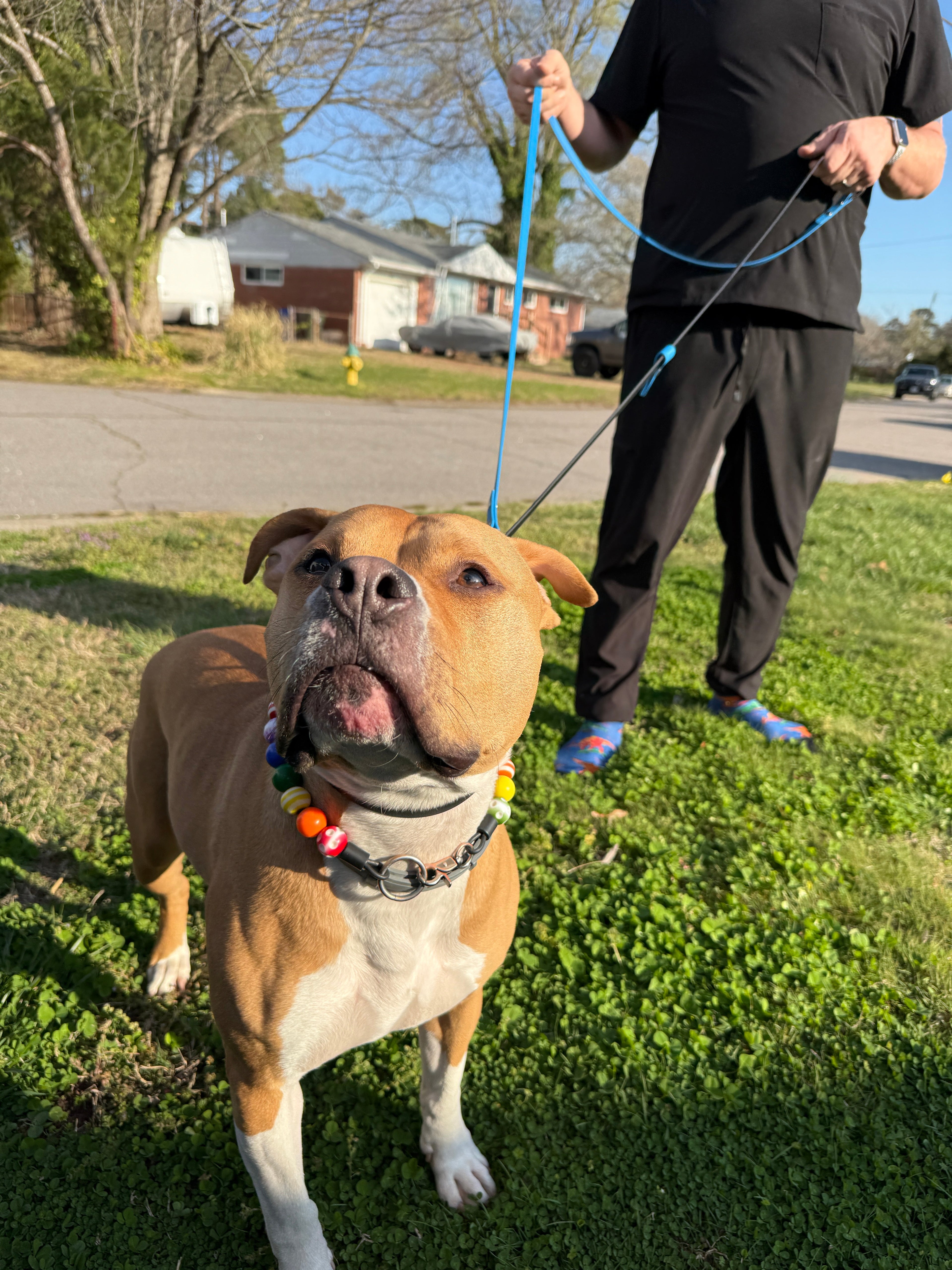 Norfolk Lead – Leashes | Doggo Dream Shop