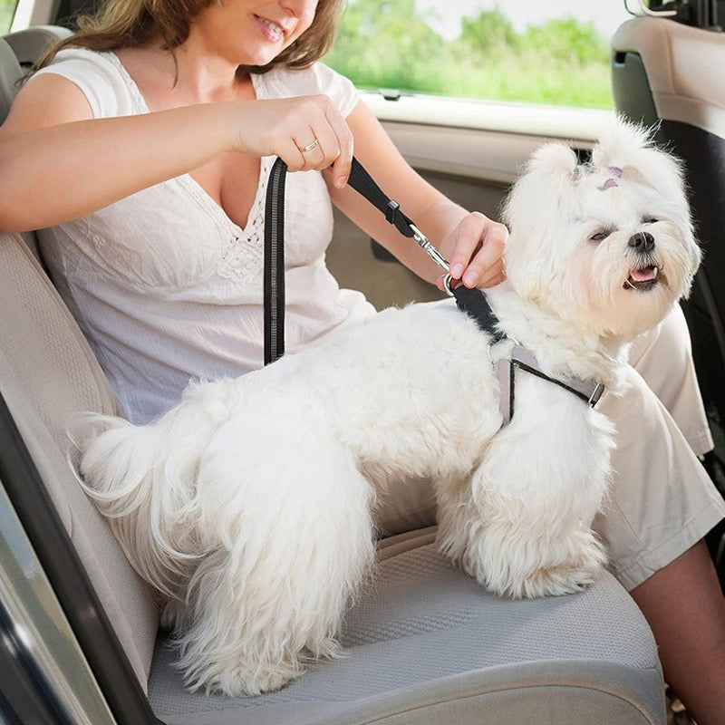 Adjustable Pet Car Seat Belt – Elastic Safety Belt for Dogs | Milou & Lumi