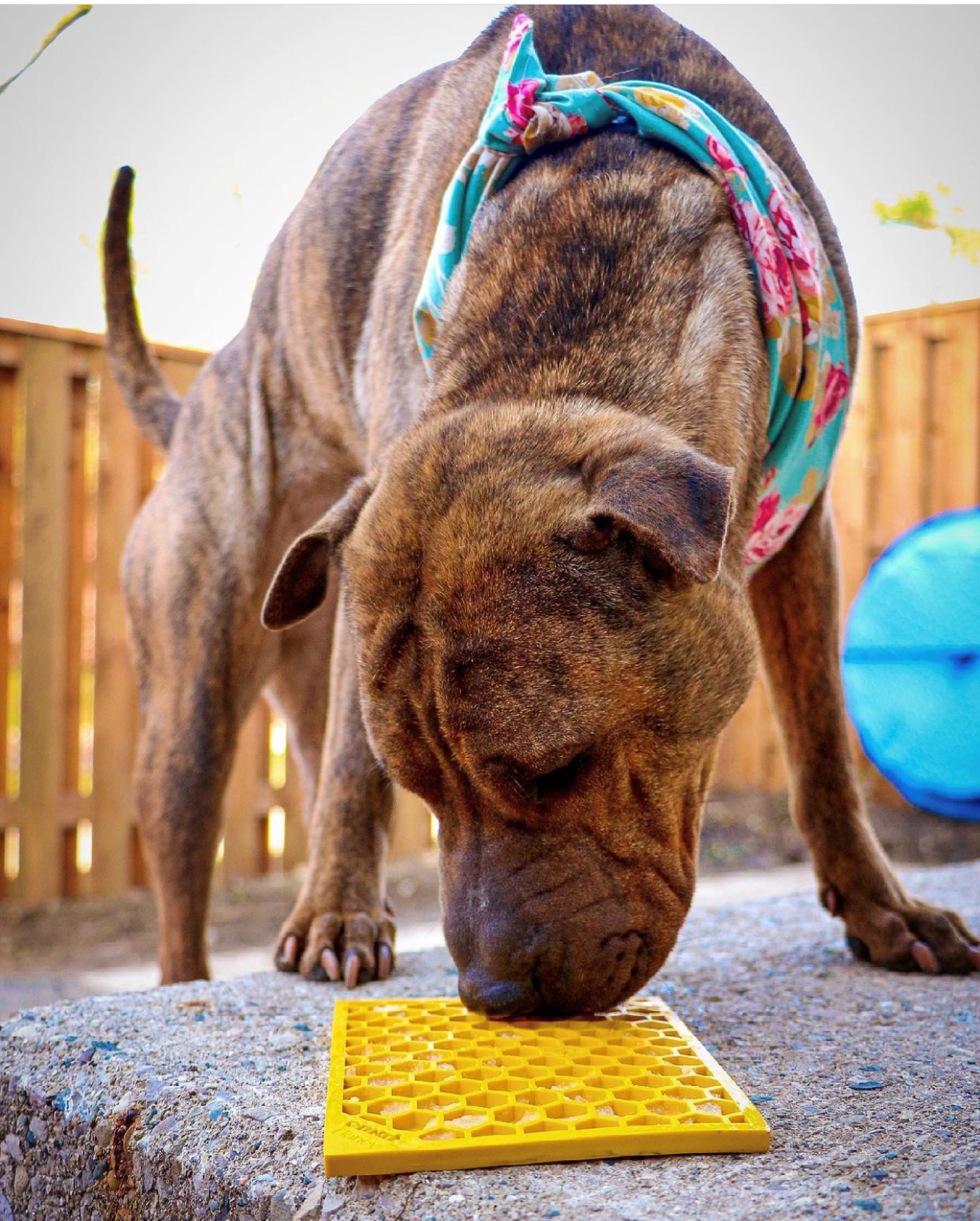 Honeycomb eMat Enrichment Lick Mat for Dogs | USA Made