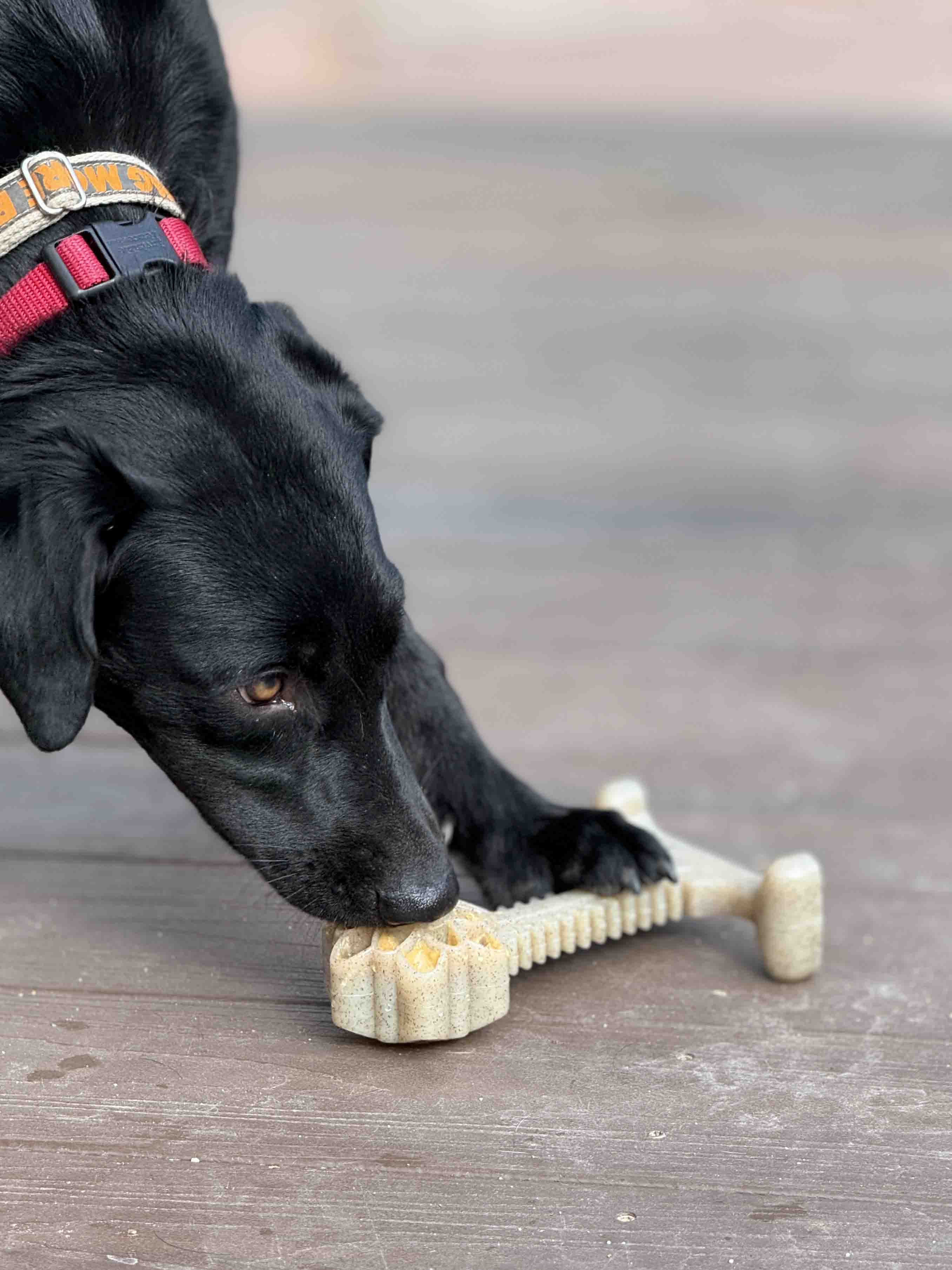 Honey Bone Dental Flower Tower XL Nylon Dog Chew Toy | USA Made