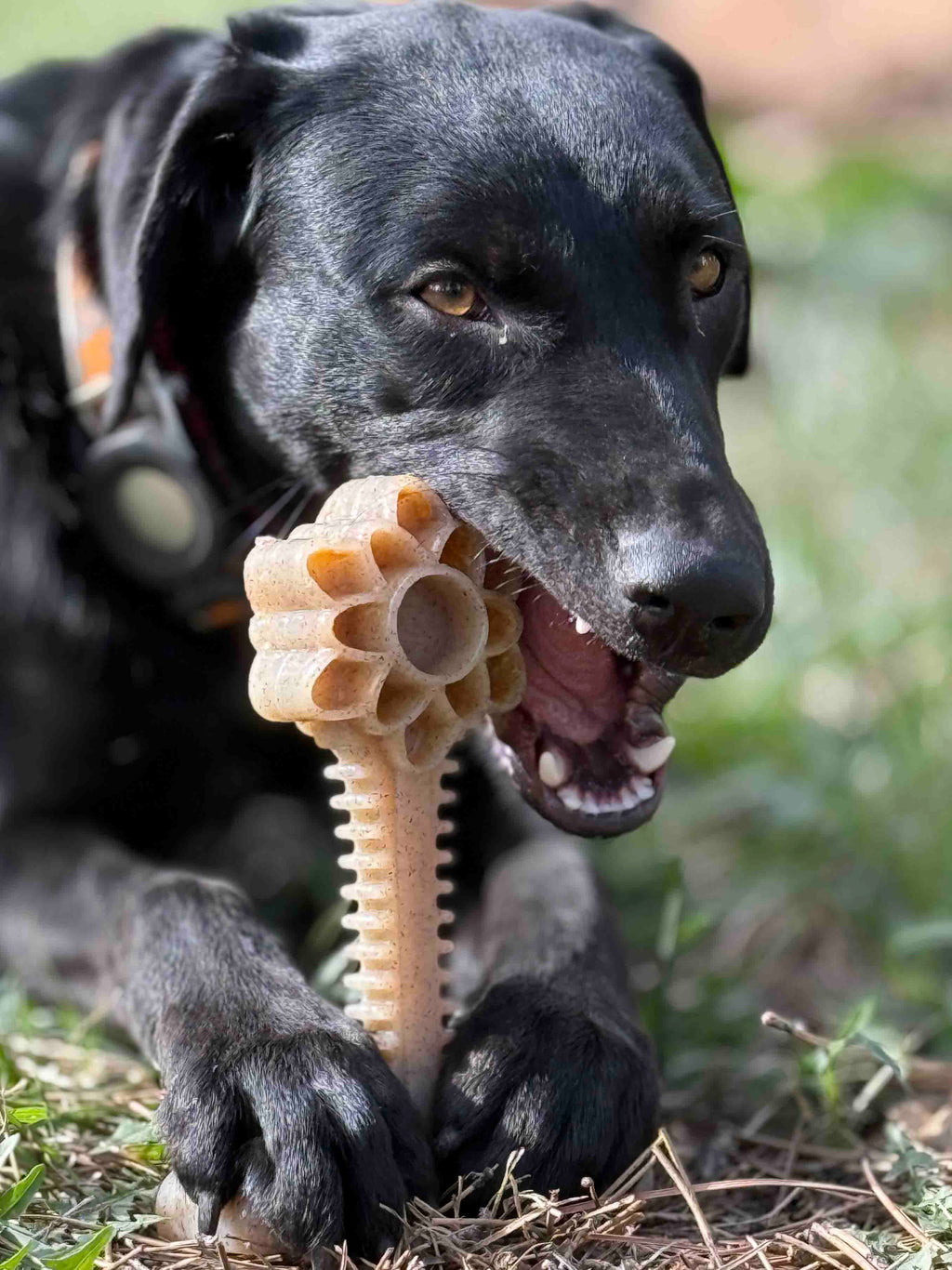 Honey Bone Dental Flower Tower XL Nylon Dog Chew Toy | USA Made