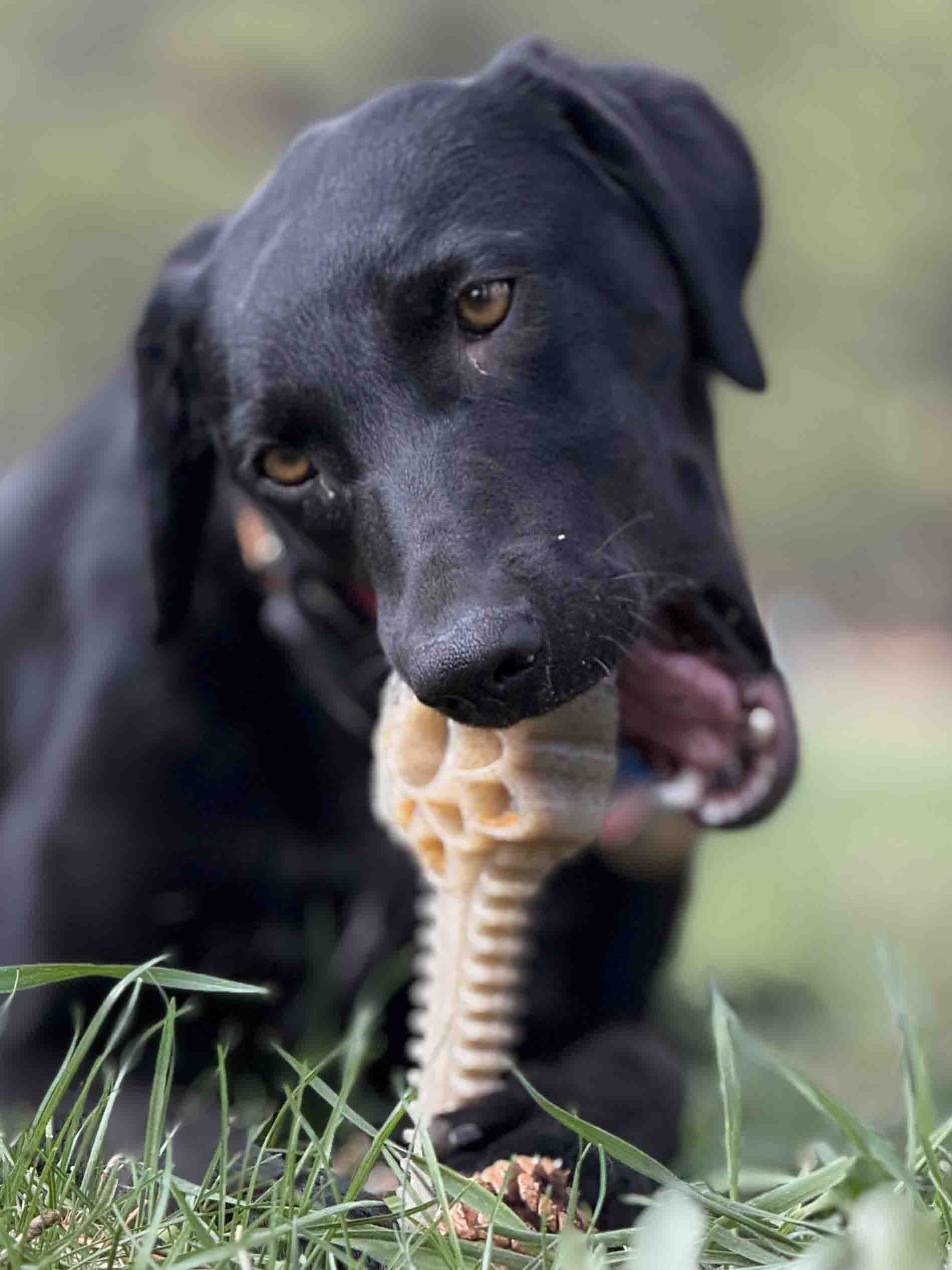 Honey Bone Dental Flower Tower XL Nylon Dog Chew Toy | USA Made