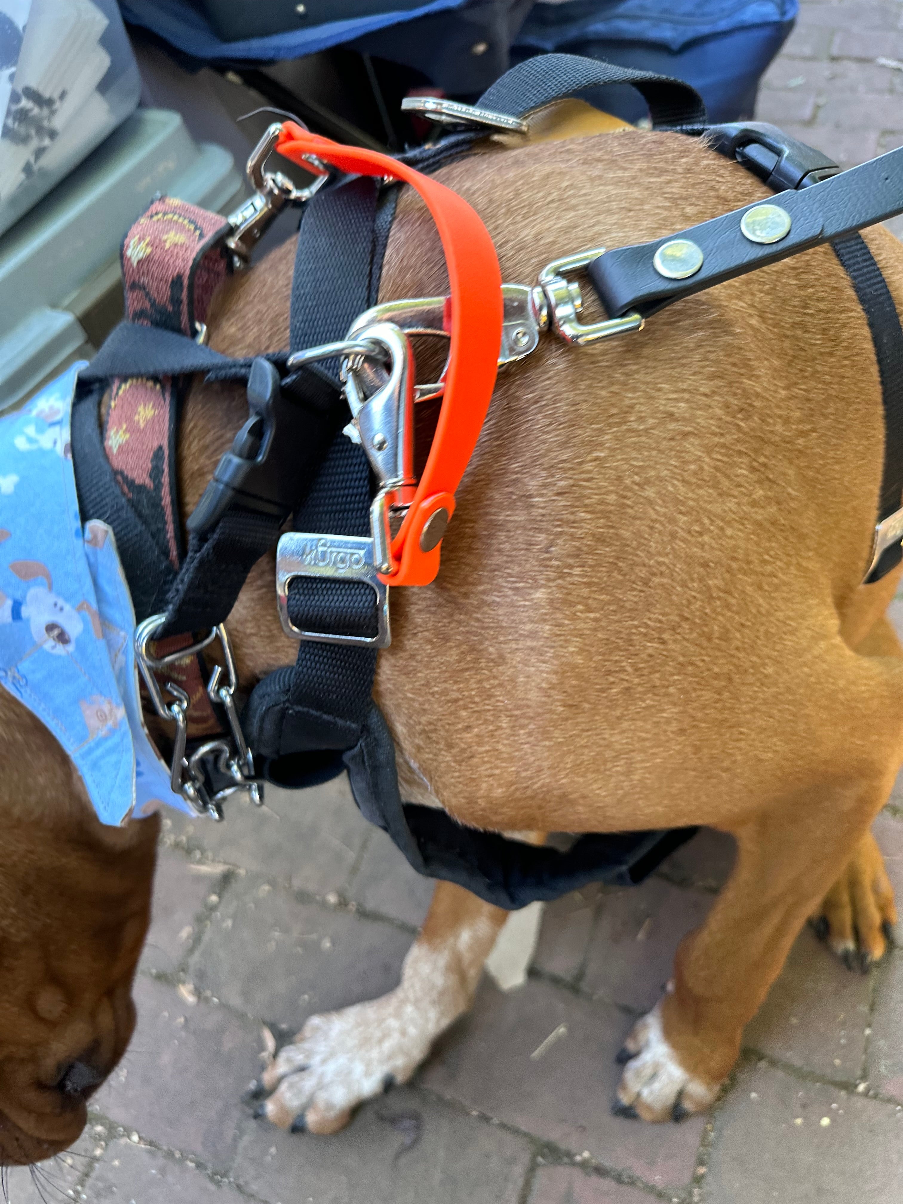 Safety Clip – Leashes | Doggo Dream Shop