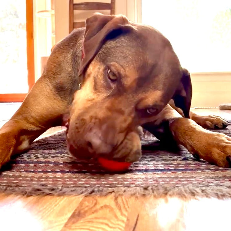 Squeak Ball – Durable Squeaky Dog Toy That Floats | USA Made