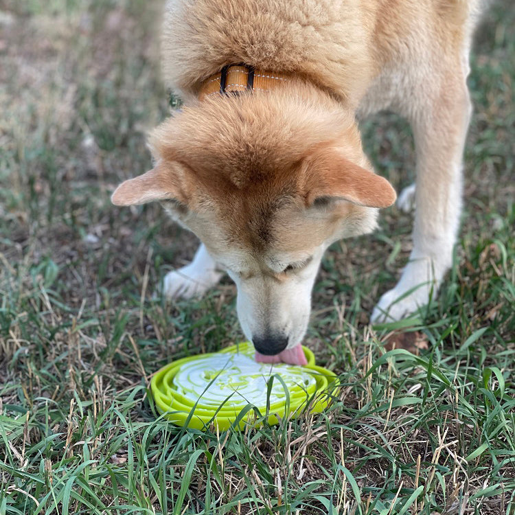 Water Frog eTray Slow Feeder Dog Bowl for Enrichment | USA Made