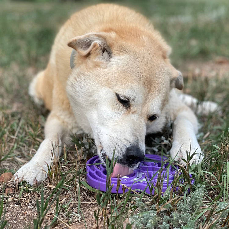 Water Frog eTray Slow Feeder Dog Bowl for Enrichment | USA Made