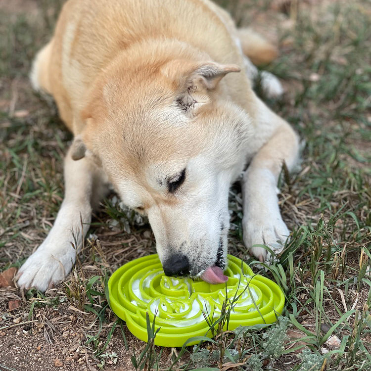 Water Frog eTray Slow Feeder Dog Bowl for Enrichment | USA Made