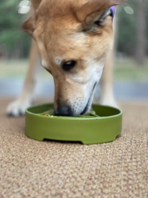 Pine Tree Christmas eBowl Deep Slow Feeder Dog Bowl | USA Made