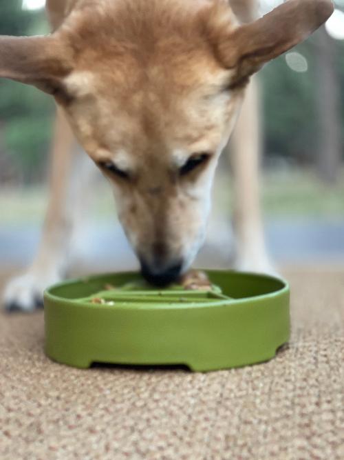 Pine Tree Christmas eBowl Deep Slow Feeder Dog Bowl | USA Made