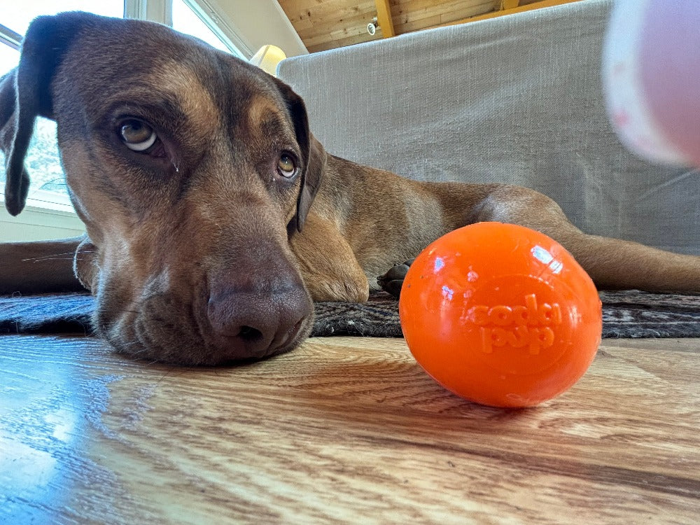 Squeak Ball – Durable Squeaky Dog Toy That Floats | USA Made