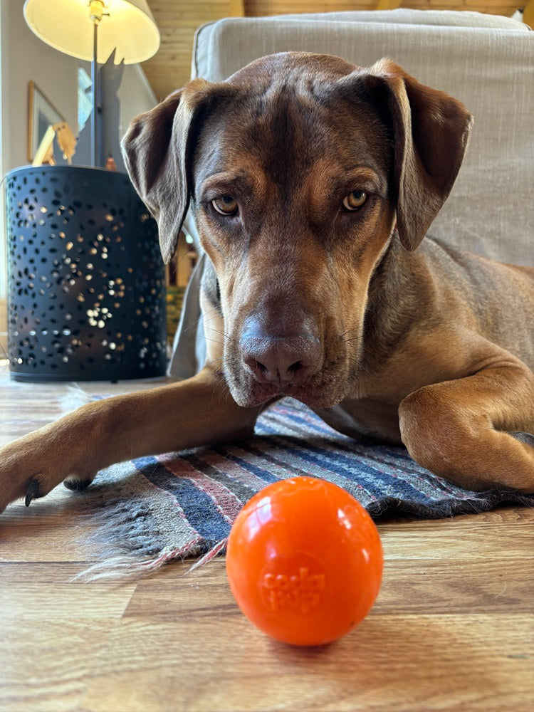 Squeak Ball – Durable Squeaky Dog Toy That Floats | USA Made