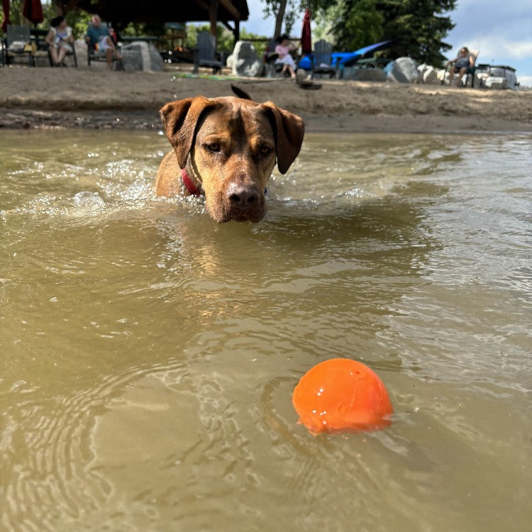 Squeak Ball – Durable Squeaky Dog Toy That Floats | USA Made