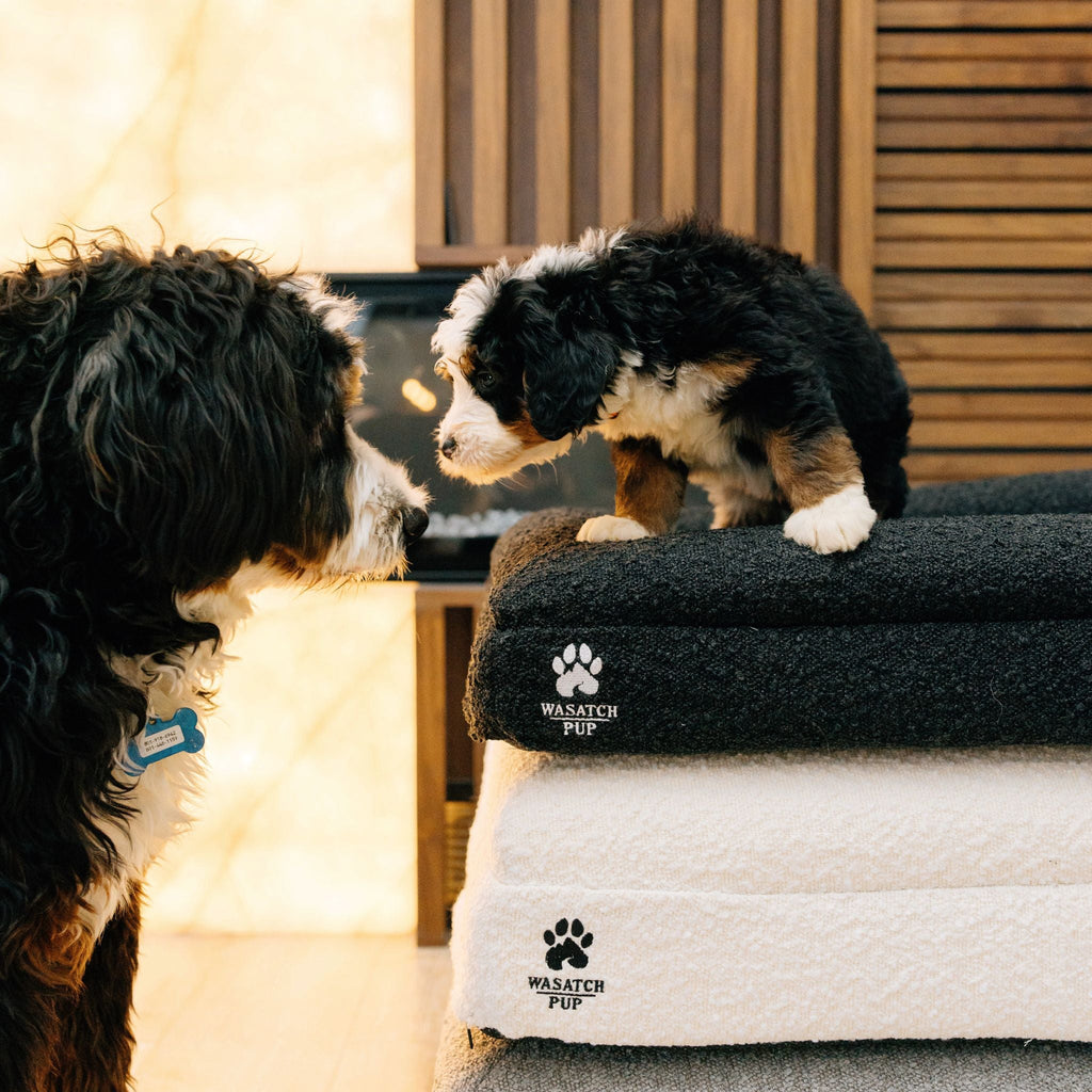 Luxury Orthopedic Dog Bed | Memory Foam + Boucle | Wasatch Pup