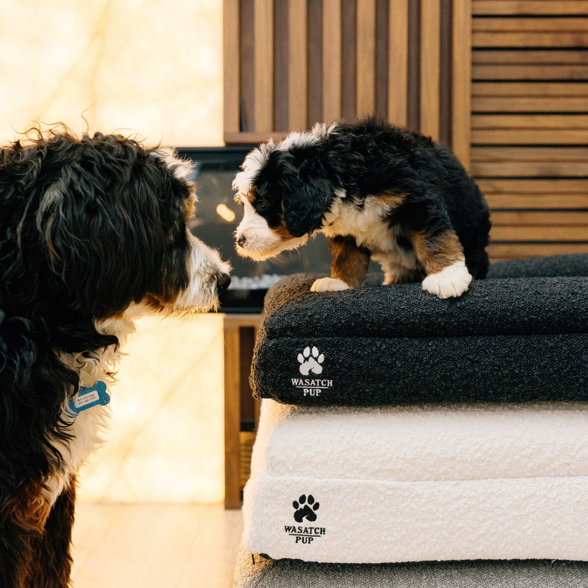 Luxury Orthopedic Dog Bed | Memory Foam + Boucle | Wasatch Pup