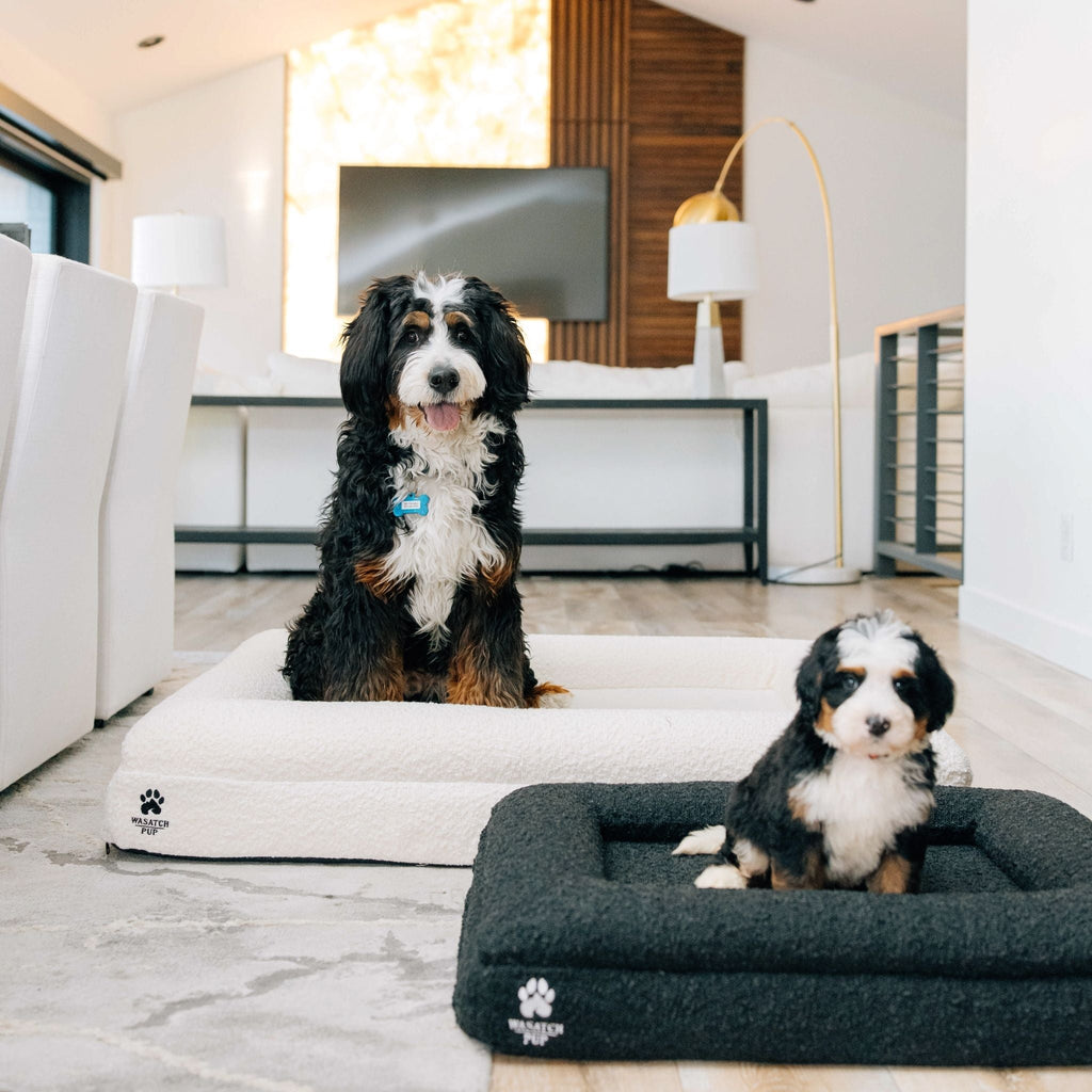 Luxury Orthopedic Dog Bed | Memory Foam + Boucle | Wasatch Pup