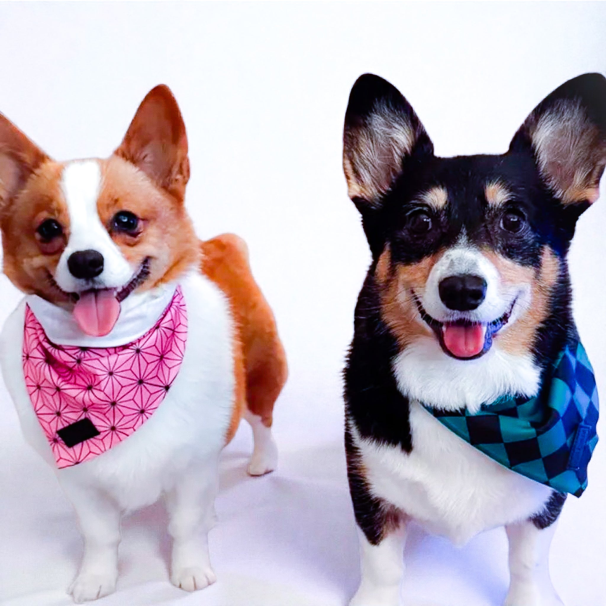 Asanoha Cooling Bandana – Bandanas | Doggo Dream Shop