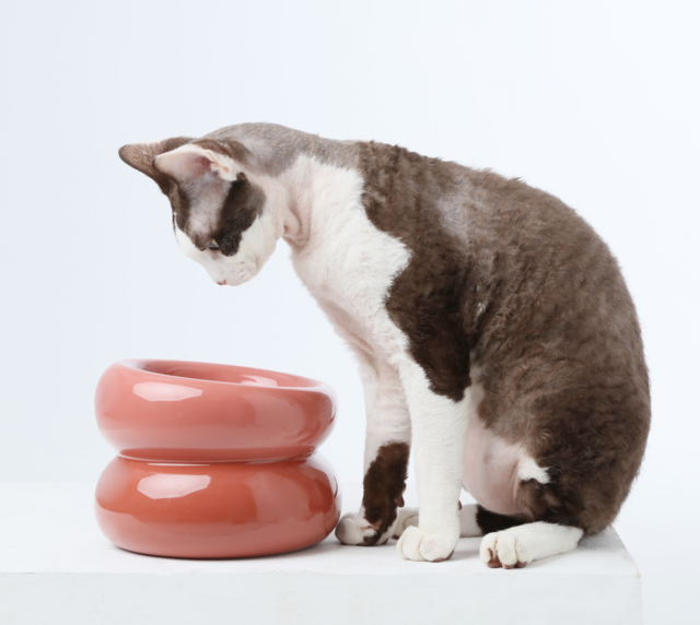 Soufflé Ceramic Dog Bowl – Rose Pink