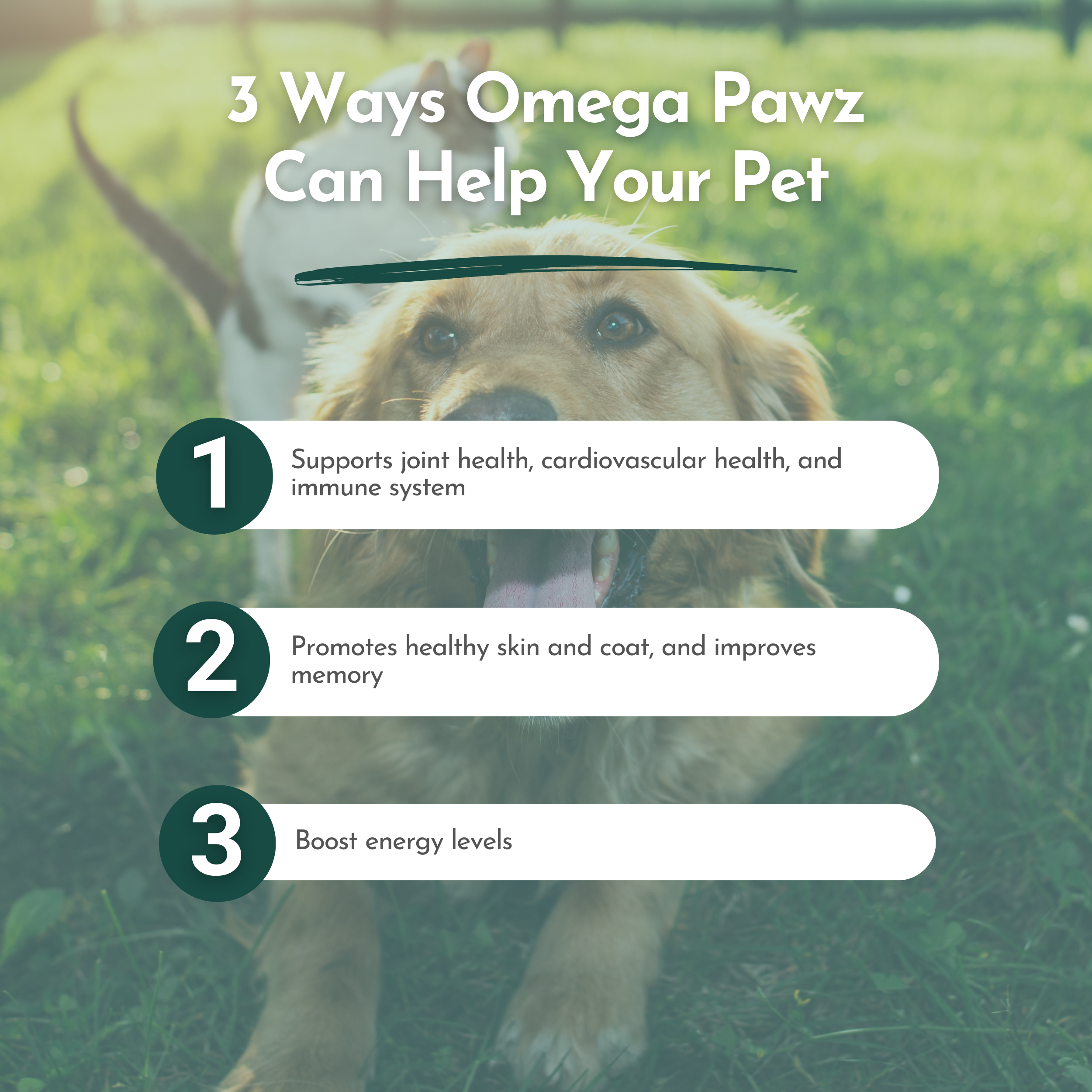 Omega Pawz Liquid Omega-3 Oil for Dogs & Cats | Dr. Ruth Roberts