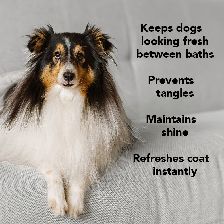THE LEAVE IN – Leave-In Conditioner for Dogs by Pride+Groom
