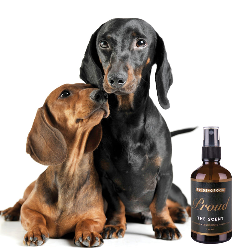DOGDAYS Moisturizing Dog Conditioner – Pride+Groom