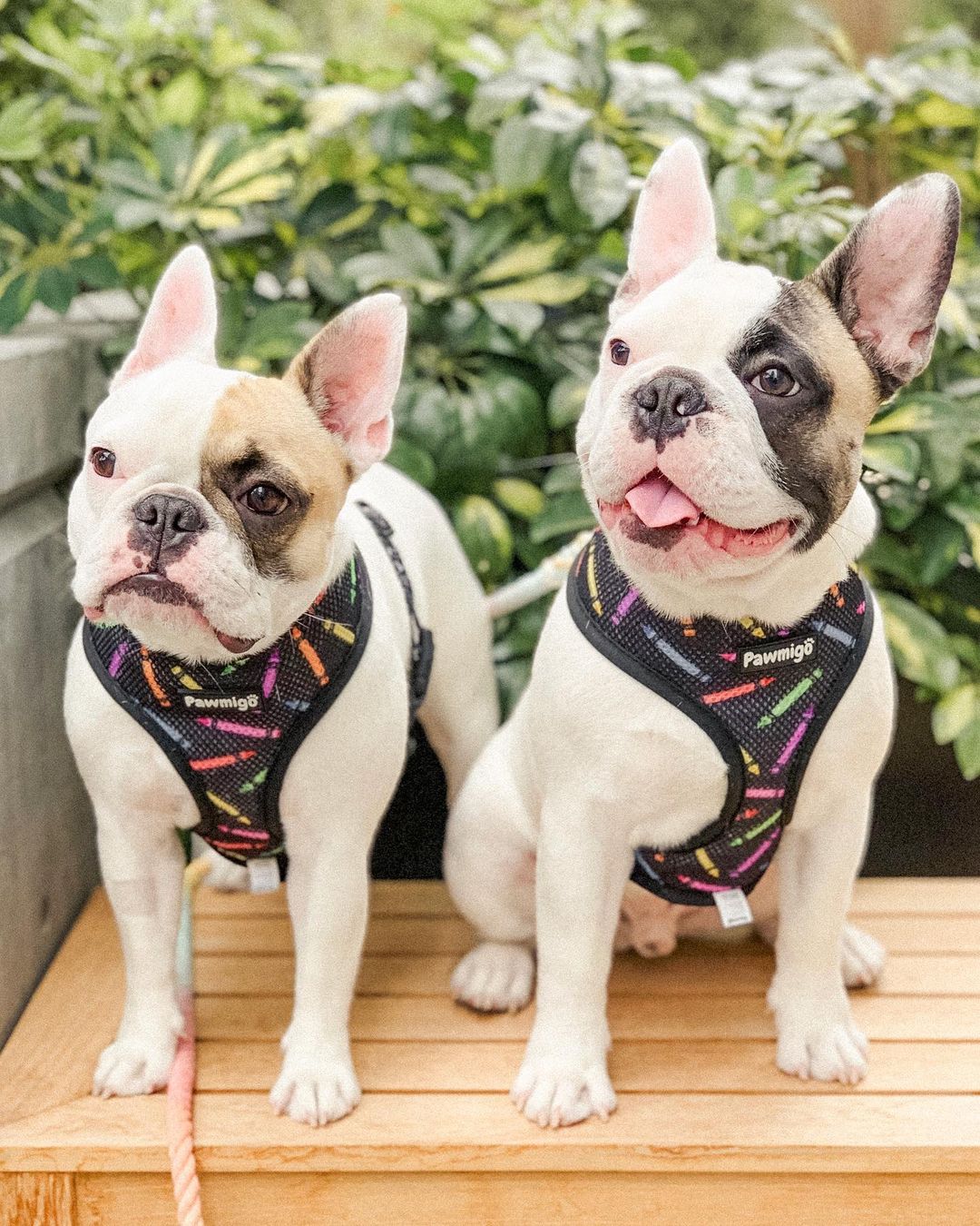 Teacher's Pet Reversible Harness – Reversible Harness | Doggo Dream Shop