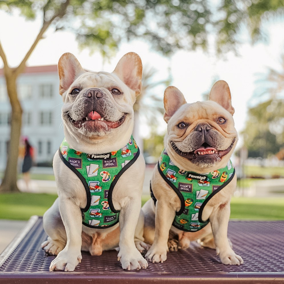 Teacher's Pet Reversible Harness – Reversible Harness | Doggo Dream Shop