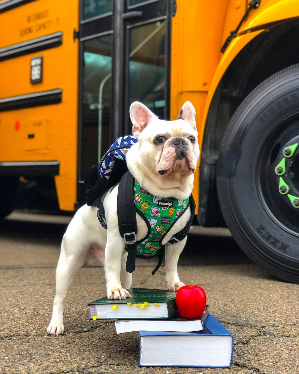 Teacher's Pet Reversible Harness – Reversible Harness | Doggo Dream Shop