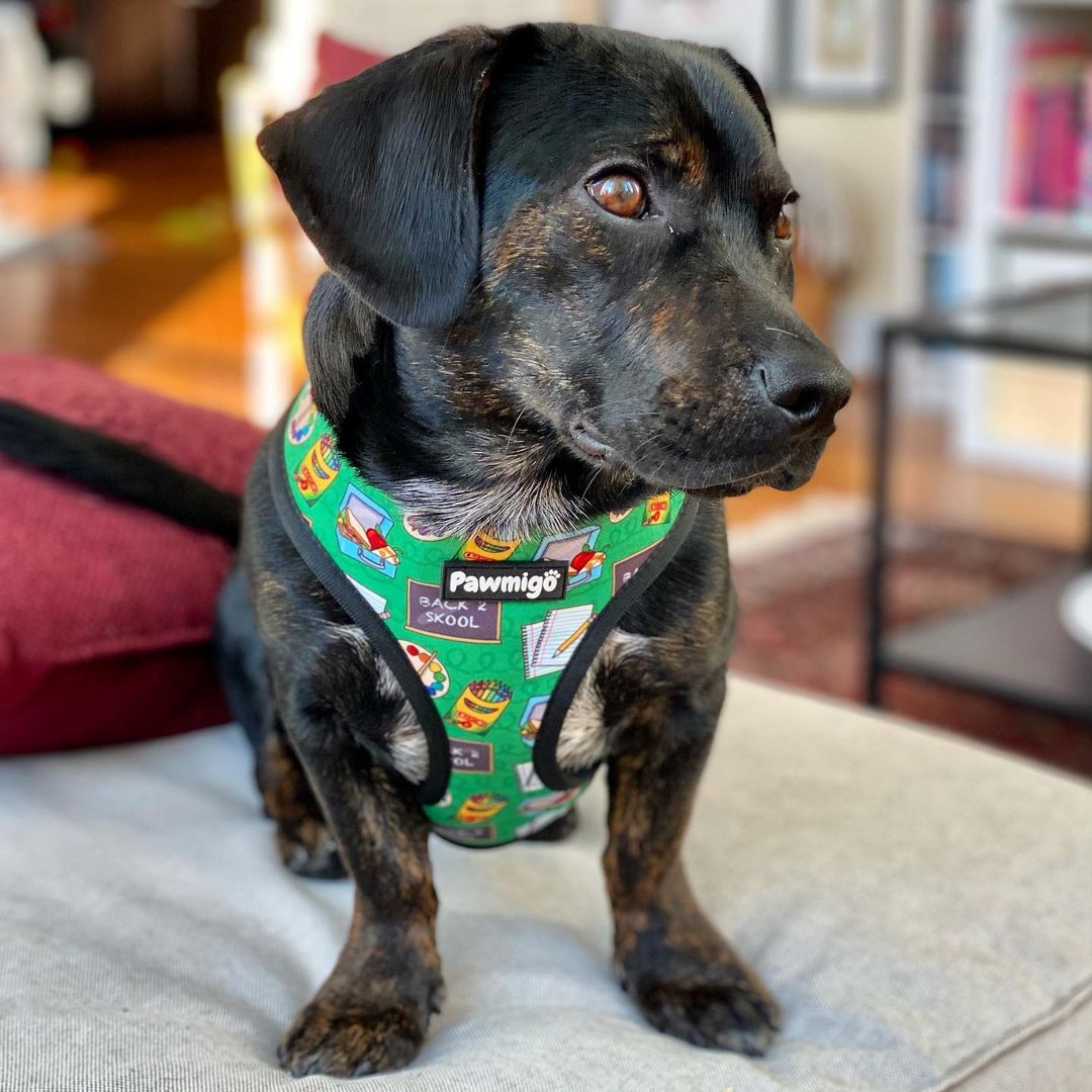 Teacher's Pet Reversible Harness – Reversible Harness | Doggo Dream Shop