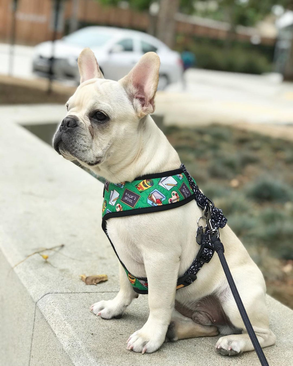 Teacher's Pet Reversible Harness – Reversible Harness | Doggo Dream Shop