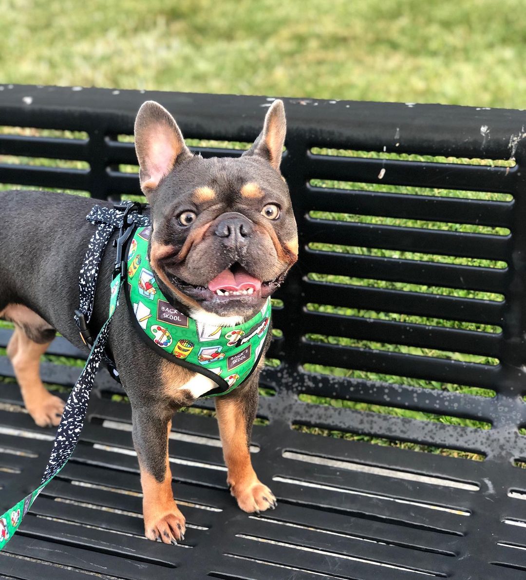 Teacher's Pet Leash Kit – Leash Kit | Doggo Dream Shop