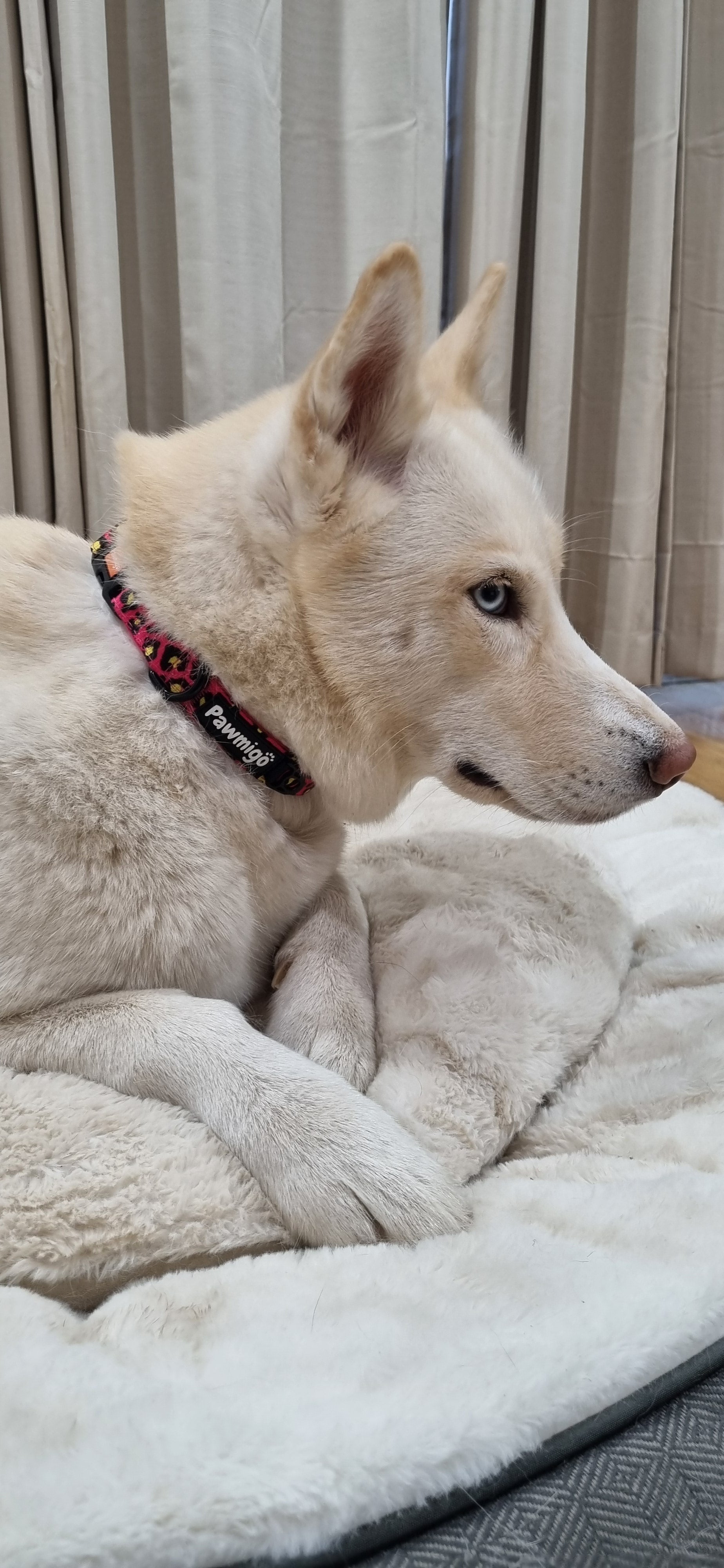 90s Baby Classic Collar – Collar | Doggo Dream Shop