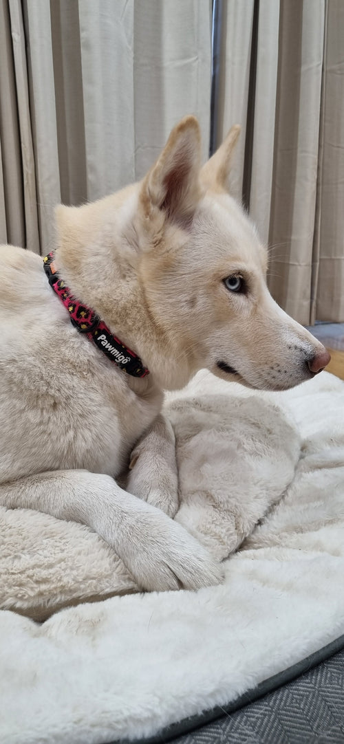 90s Baby Classic Collar – Collar | Doggo Dream Shop