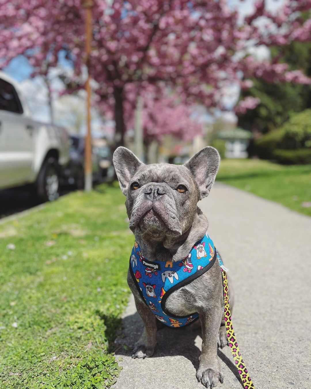 90s Baby Reversible Harness – Reversible Harness | Doggo Dream Shop