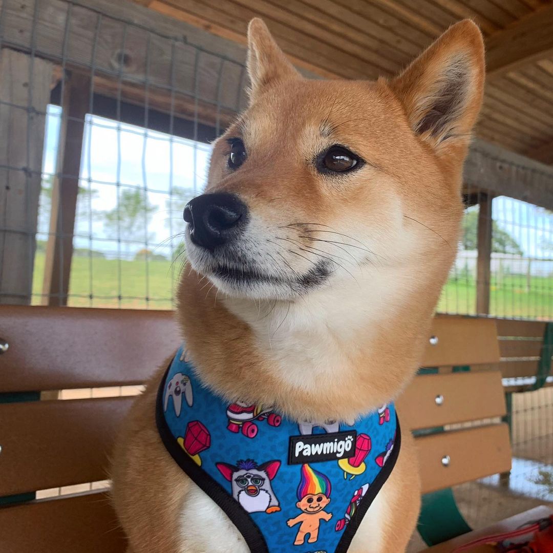 90s Baby Reversible Harness – Reversible Harness | Doggo Dream Shop