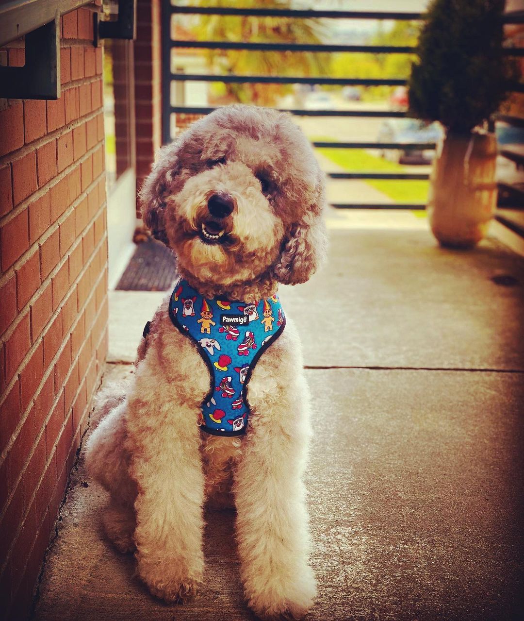 90s Baby Reversible Harness – Reversible Harness | Doggo Dream Shop