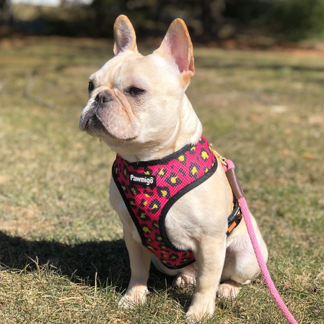 90s Baby Reversible Harness – Reversible Harness | Doggo Dream Shop