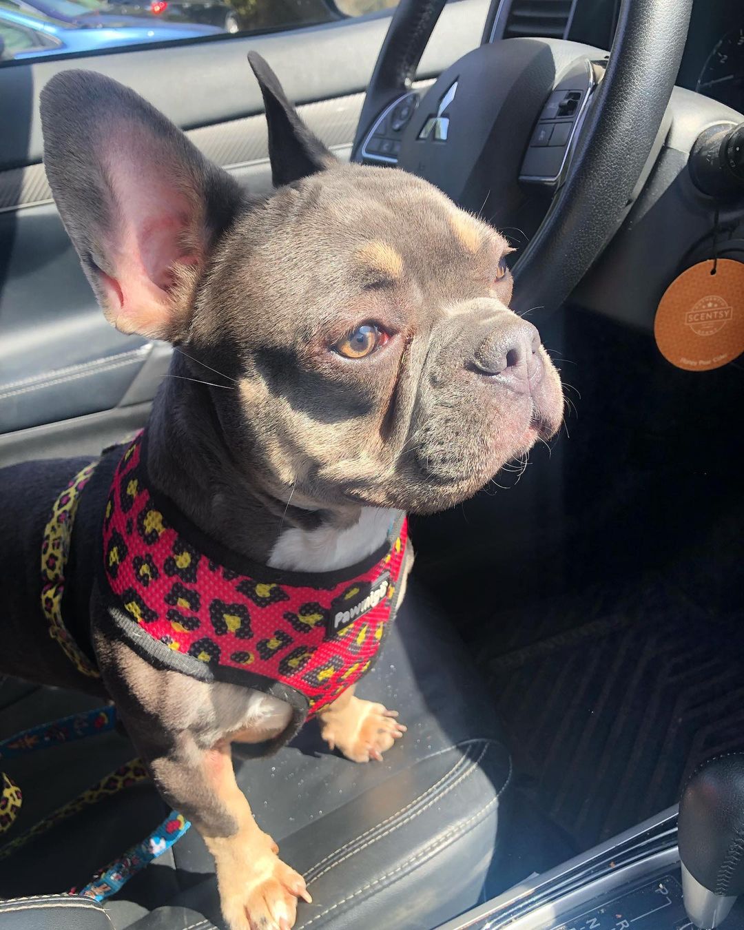 90s Baby Reversible Harness – Reversible Harness | Doggo Dream Shop