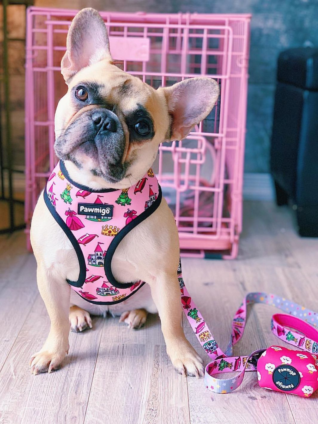 Fairytail Leash Kit – Leash Kit | Doggo Dream Shop