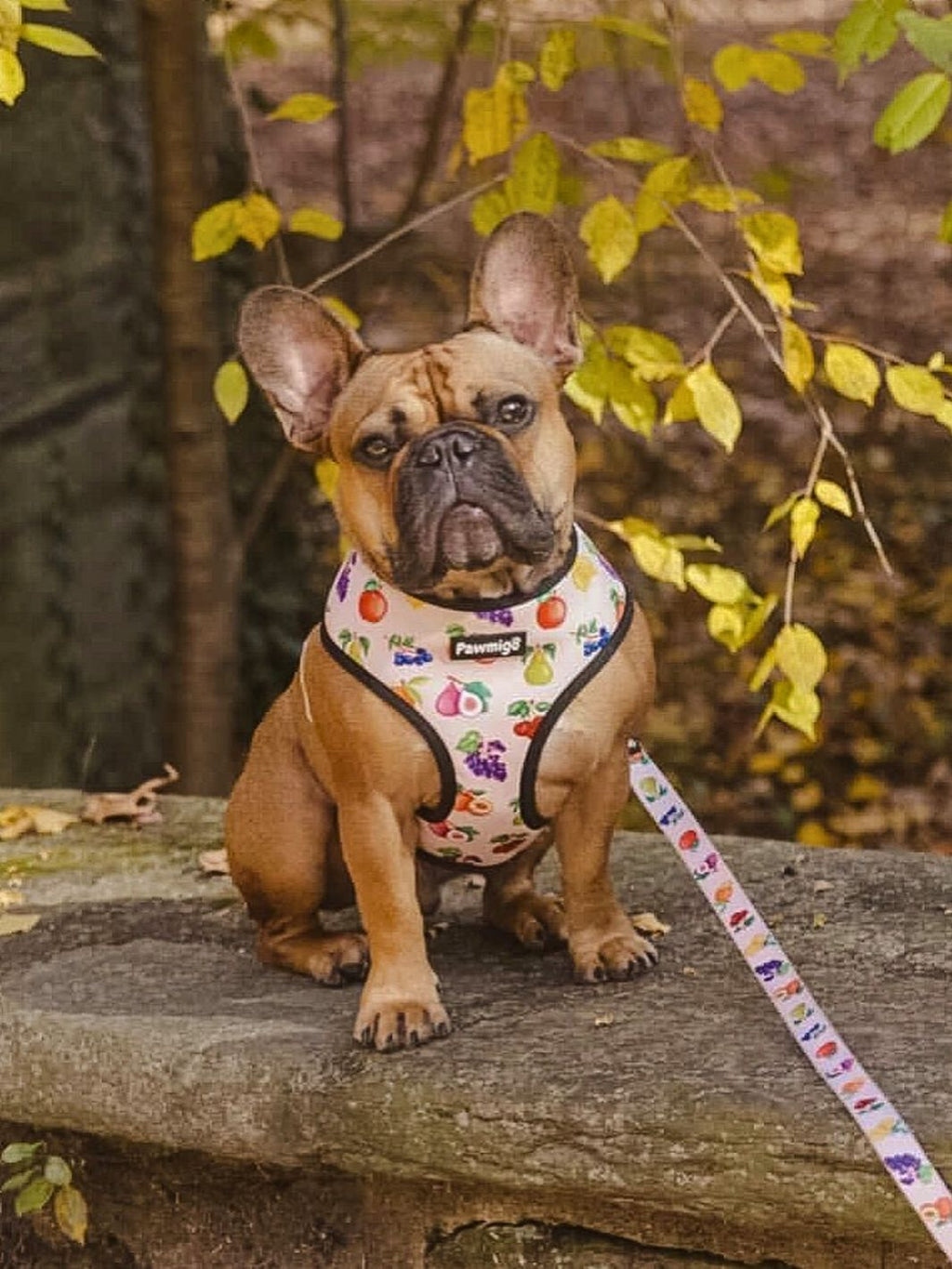 Frootie Patootie Leash Kit – Leash Kit | Doggo Dream Shop