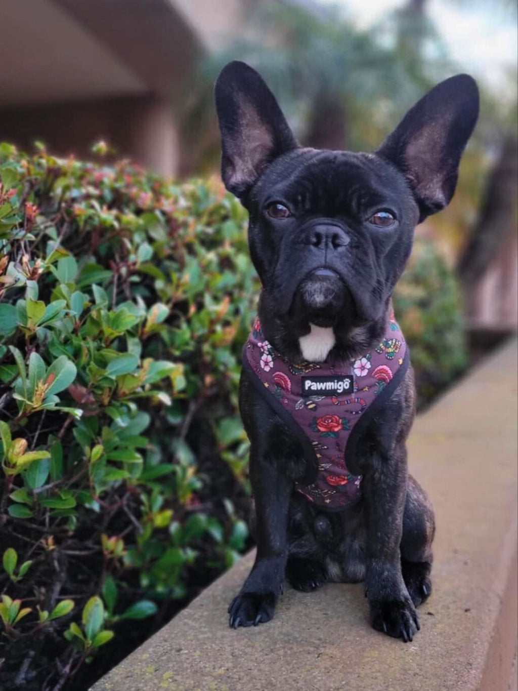 May Flowers Reversible Harness – Reversible Harness | Doggo Dream Shop