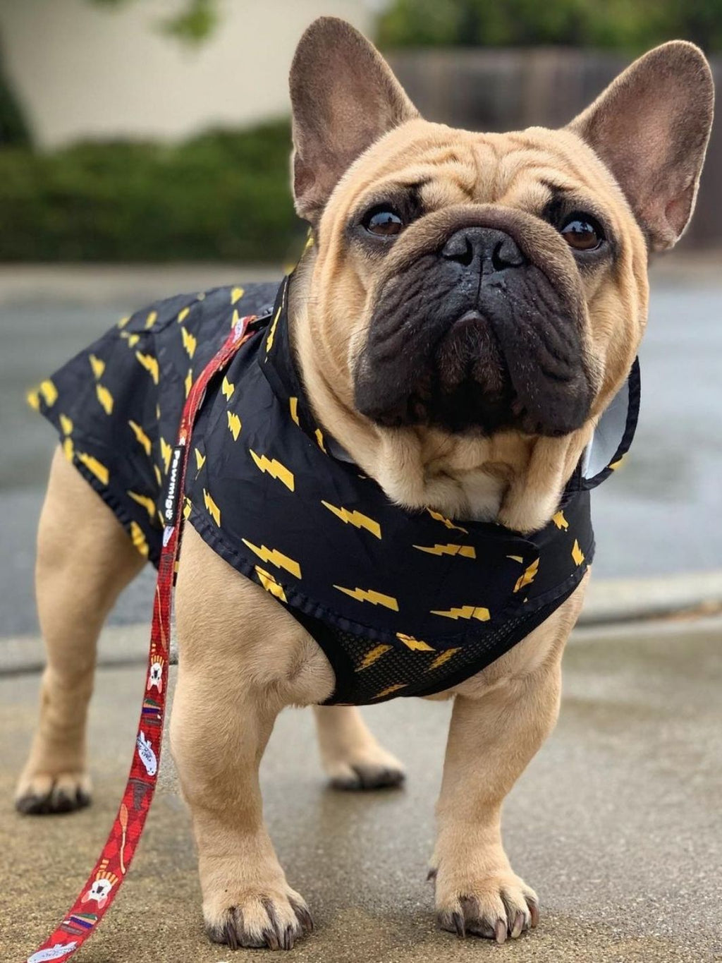 Pawgwarts Poncho – Poncho | Doggo Dream Shop