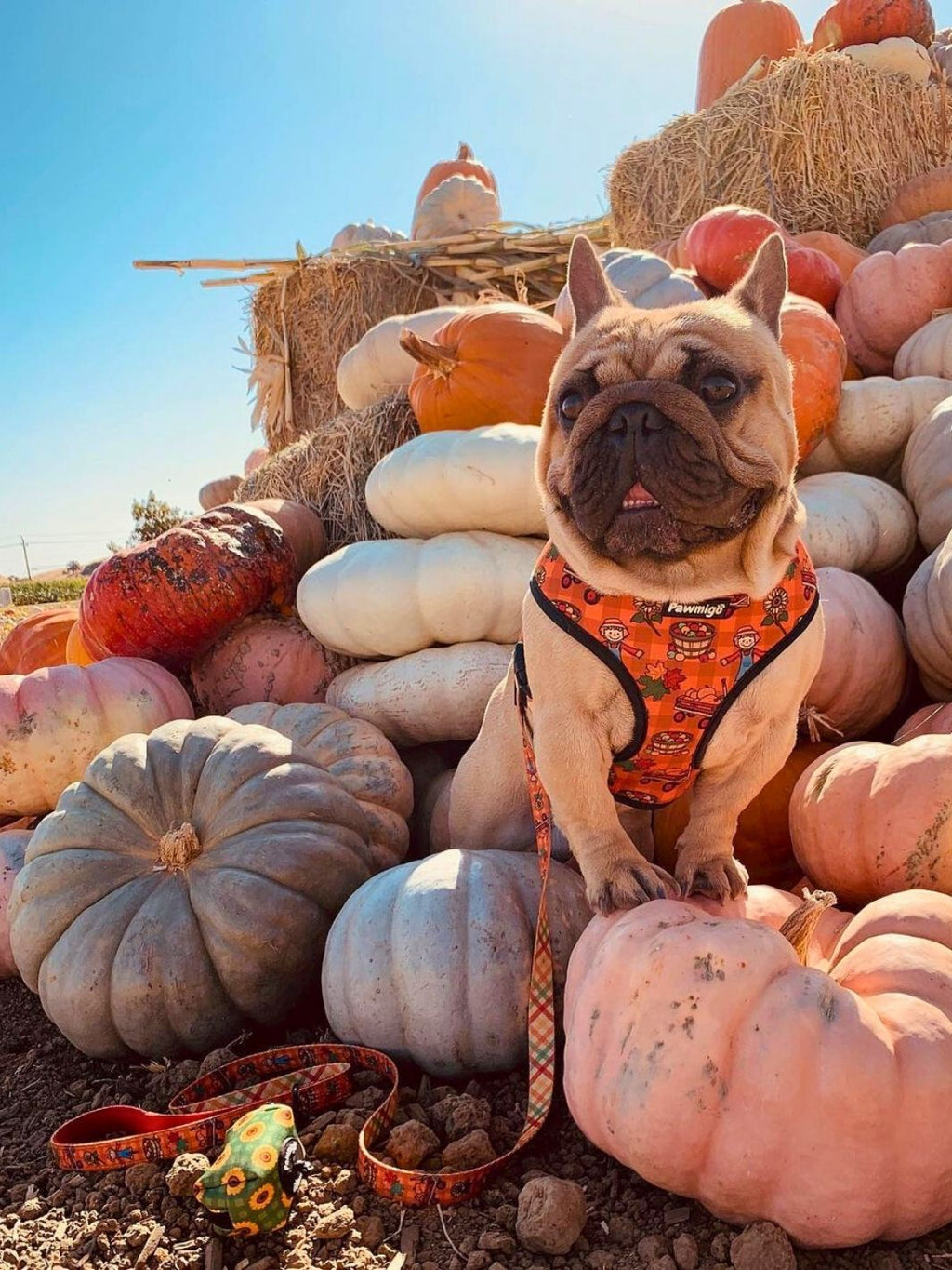 Pupkin Patch Leash Kit – Leash Kit | Doggo Dream Shop